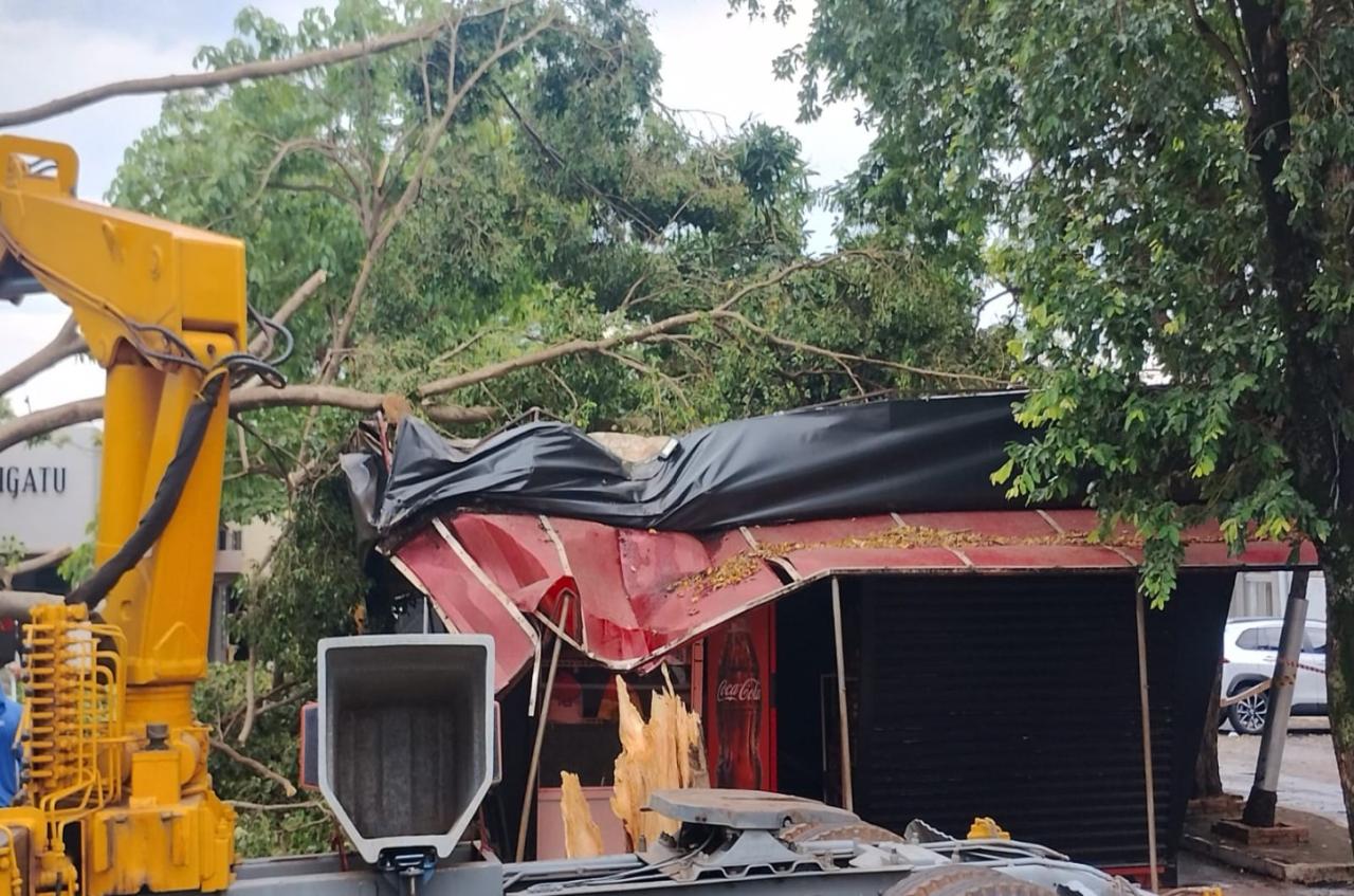Tempestade que atingiu Ilha Solteira nesta segunda-feira, derruba árvore no centro da cidade