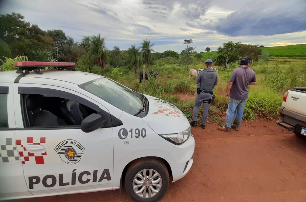 Furto de cerca de 80 cabeças de gado é registrado na zona rural de Ilha Solteira