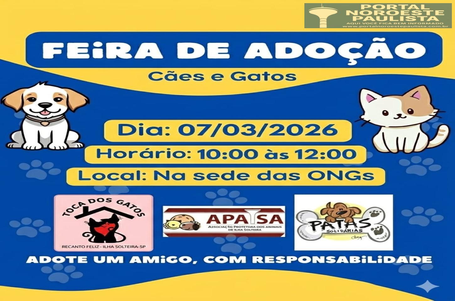 Feira de adoção de gatos acontece neste sábado em Ilha Solteira