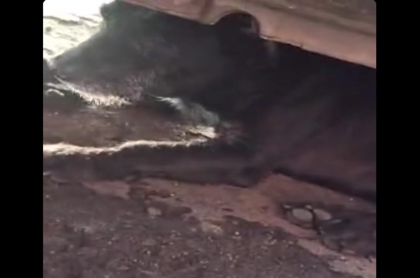 Abandono que machuca: resgate em Passeio Caruaru expõe a dor invisível dos animais