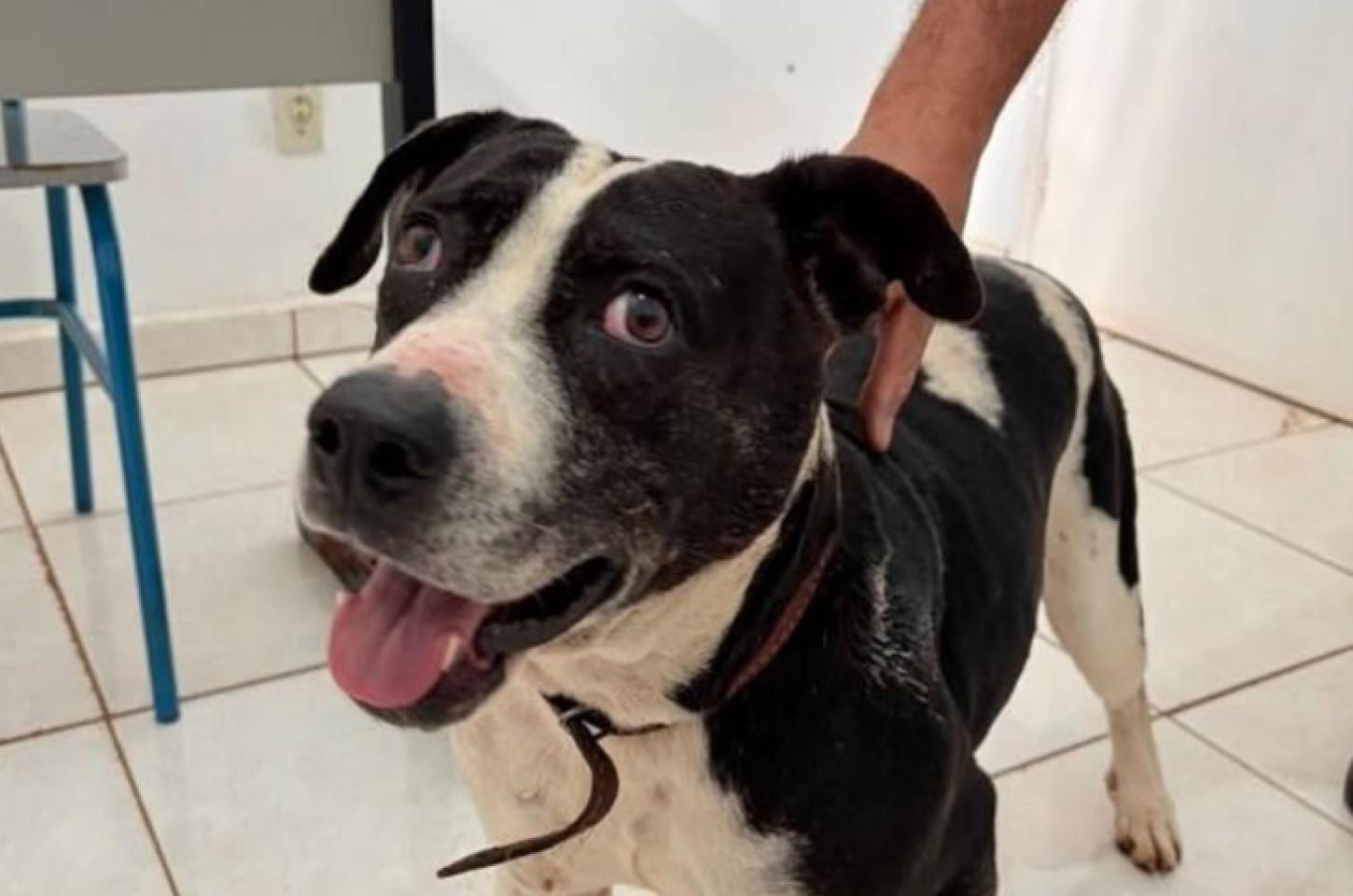 Atropelamentos e abandono: a negligência que está matando animais em Andradina