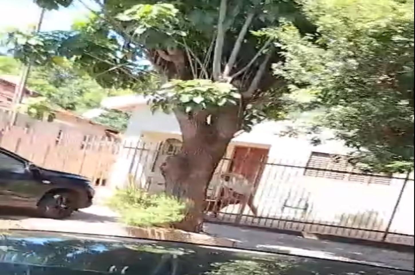 CRUELDADE EM ANDRADINA: HOMEM É ACUSADO DE ESPANCAR CACHORRO APÓS ANIMAL ESCAPAR DE CASA