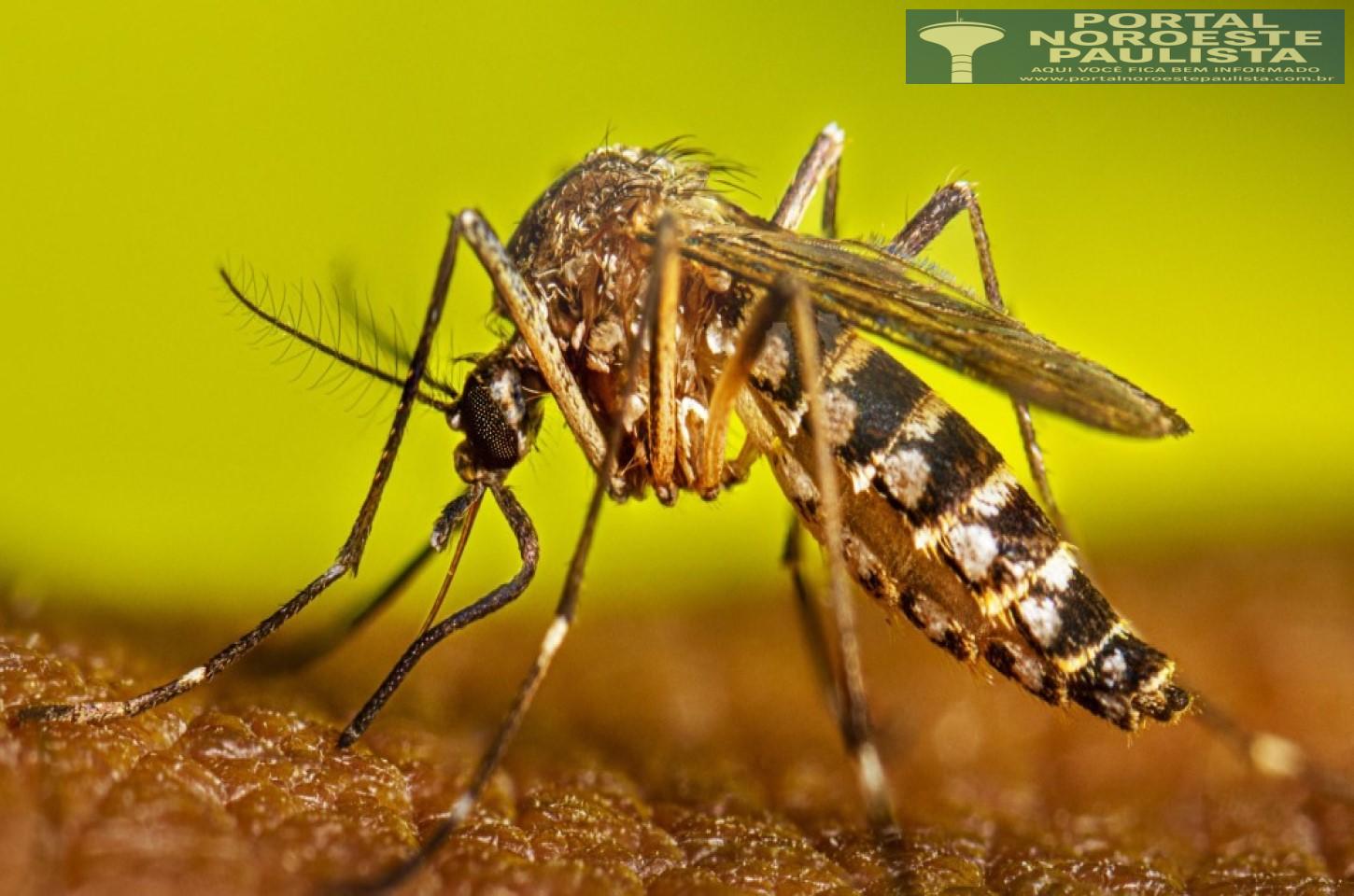 Dengue em alta: Andradina registra 196 casos e intensifica ações de combate