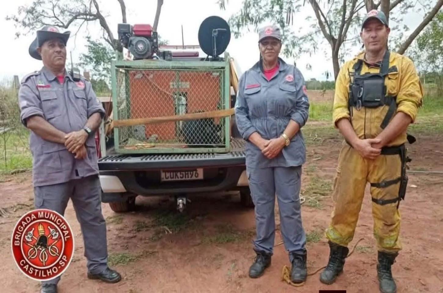Macaco ferido é resgatado pela Brigada Municipal em área rural de Castilho