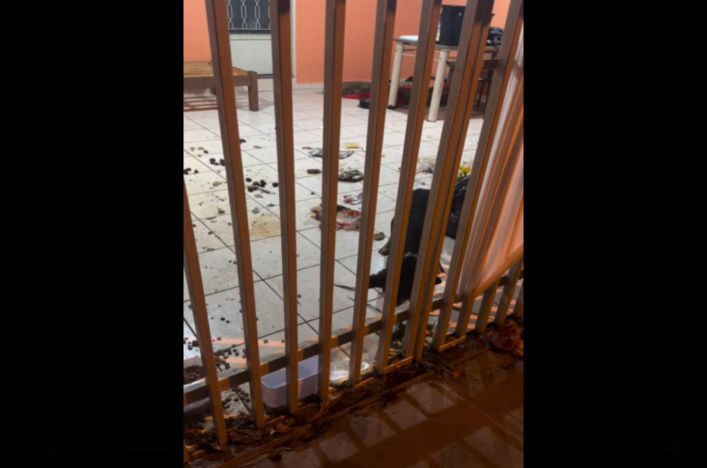 Denúncia de possível abandono e maus-tratos a cães mobiliza autoridades em Ilha Solteira