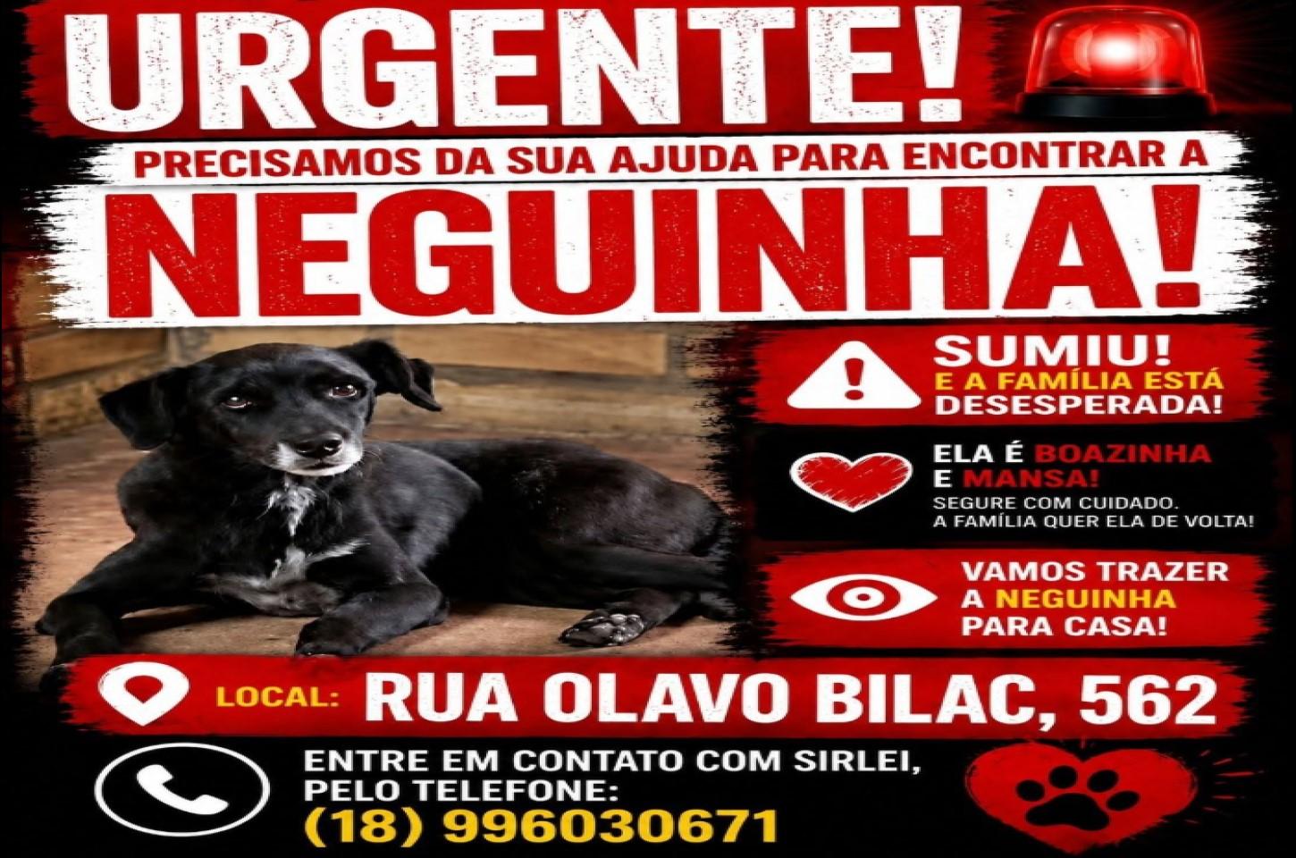Família faz apelo para encontrar cachorra idosa desaparecida em Ilha Solteira