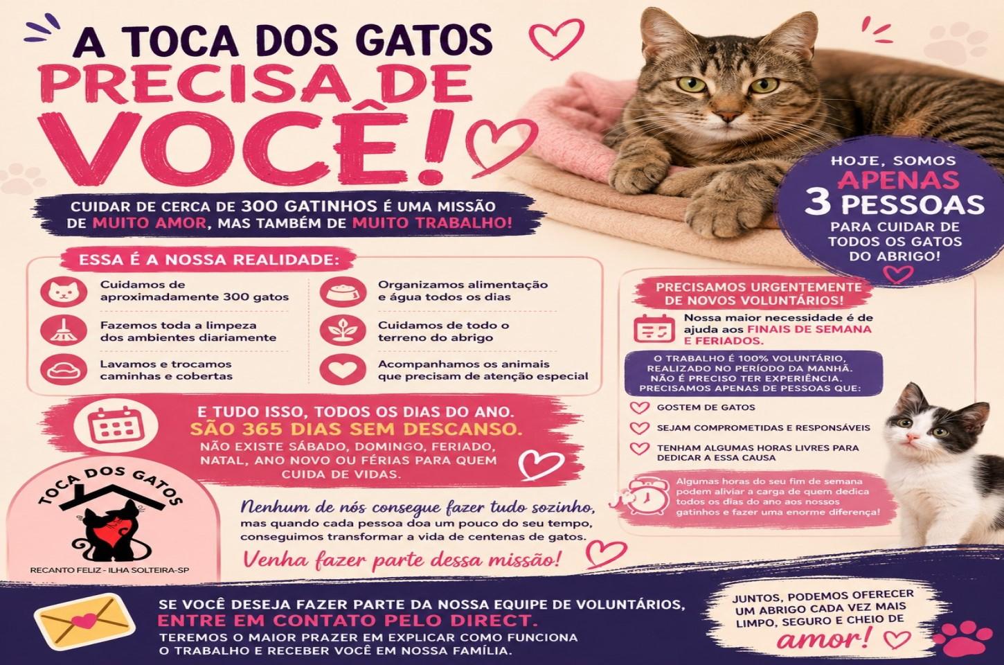 Voluntariado que salva vidas: Toca dos Gatos busca novos colaboradores para cuidar de cerca de 300 felinos em Ilha Solteira