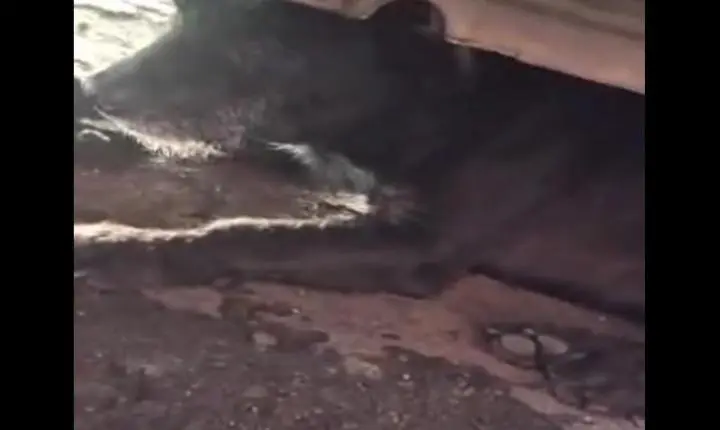 Abandono que machuca: resgate em Passeio Caruaru expõe a dor invisível dos animais