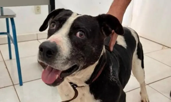 Atropelamentos e abandono: a negligência que está matando animais em Andradina