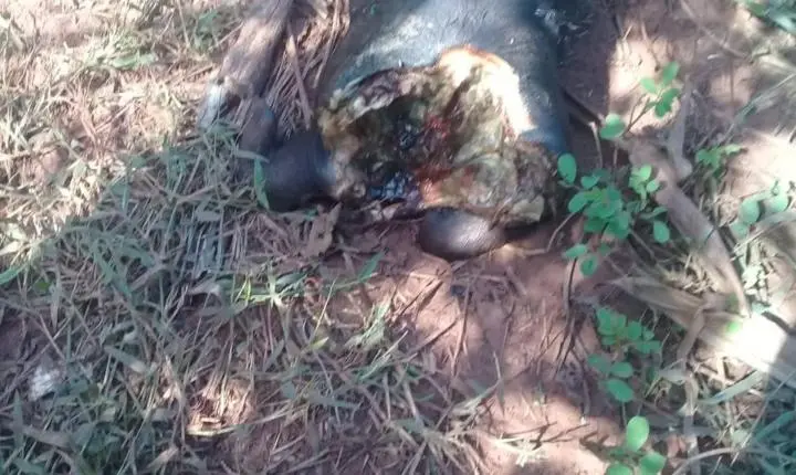 Bem-Estar Animal de Castilho resgata 21 suínos encontrados em situação de maus-tratos