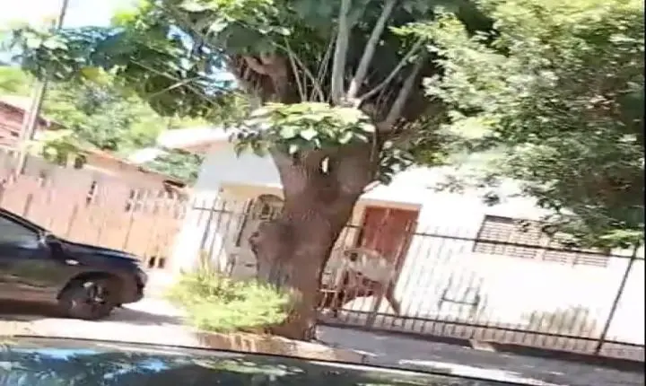 CRUELDADE EM ANDRADINA: HOMEM É ACUSADO DE ESPANCAR CACHORRO APÓS ANIMAL ESCAPAR DE CASA