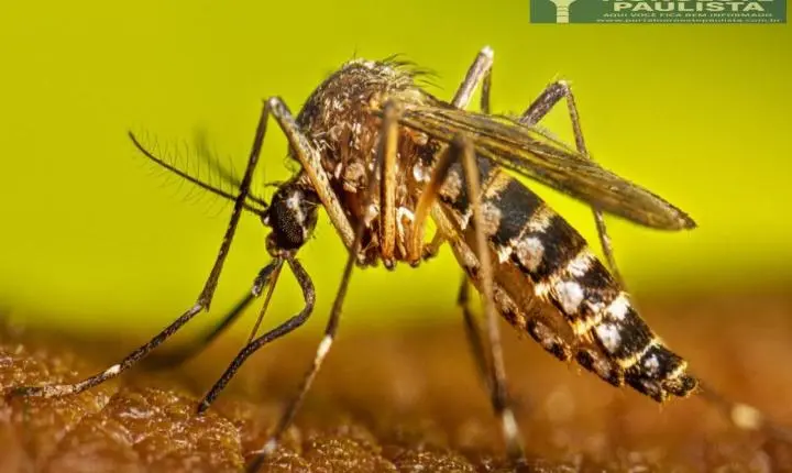 Dengue em alta: Andradina registra 196 casos e intensifica ações de combate