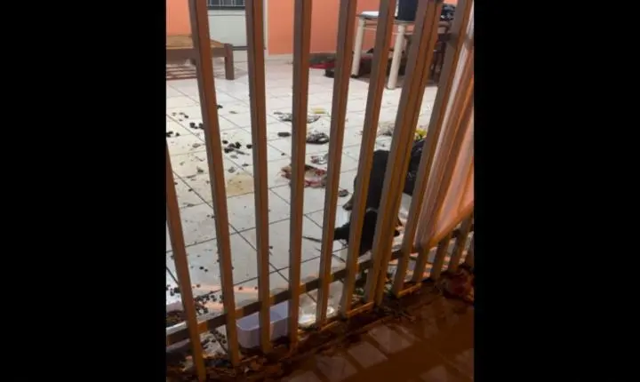 Denúncia de possível abandono e maus-tratos a cães mobiliza autoridades em Ilha Solteira