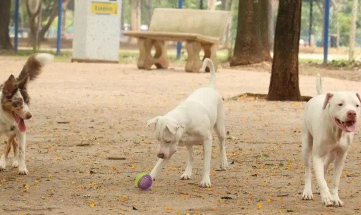 Lei torna crime exercício ilegal da medicina veterinária 