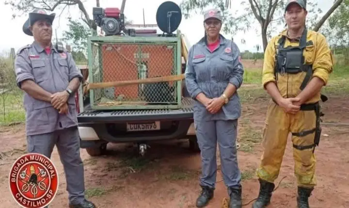 Macaco ferido é resgatado pela Brigada Municipal em área rural de Castilho