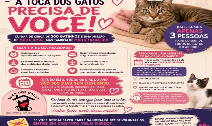 Voluntariado que salva vidas: Toca dos Gatos busca novos colaboradores para cuidar de cerca de 300 felinos em Ilha Solteira